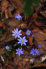 DSC_0755_small.jpg