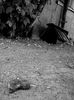 DSC_0809_1_small.jpg