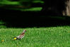 DSC_5240_1_small.jpg