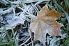 Filename : DSC_6695_small.jpg
Filesize : 258KB
Dimensions : 800x532
Date added : Oct 31, 2005 DSC_6695_small.jpg