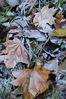 Filename : DSC_6700_small.jpg
Filesize : 212KB
Dimensions : 499x750
Date added : Oct 31, 2005 DSC_6700_small.jpg