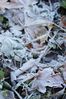 Filename : DSC_6706_small.jpg
Filesize : 222KB
Dimensions : 499x750
Date added : Oct 31, 2005 DSC_6706_small.jpg