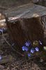Filename : DSC_8687.jpg
Filesize : 130KB
Dimensions : 666x1000
Date added : Apr 18, 2004 DSC_8687.jpg