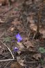 Filename : DSC_8693.jpg
Filesize : 102KB
Dimensions : 666x1000
Date added : Apr 18, 2004 DSC_8693.jpg