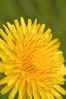Filename : DSC_9272_small.jpg
Filesize : 97KB
Dimensions : 432x650
Date added : May 05, 2004 DSC_9272_small.jpg