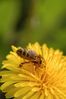 Filename : DSC_9276_small.jpg
Filesize : 105KB
Dimensions : 465x700
Date added : May 05, 2004 DSC_9276_small.jpg