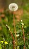 Filename : Trys_DSC_9915_small.jpg
Filesize : 135KB
Dimensions : 421x700
Date added : May 30, 2004 Trys_DSC_9915_small.jpg