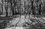Filename : medziai_small.jpg
Filesize : 173KB
Dimensions : 640x416
Date added : Feb 22, 2004 medziai_small.jpg