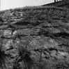 Filename : pienes_small.jpg
Filesize : 294KB
Dimensions : 800x797
Date added : May 30, 2005 pienes_small.jpg
