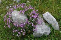257_IMG_9768s